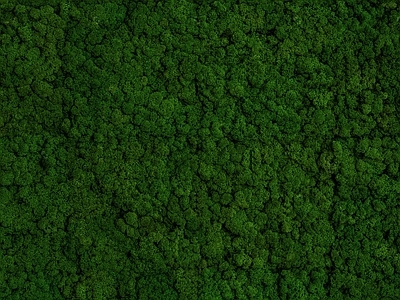 绿植墙