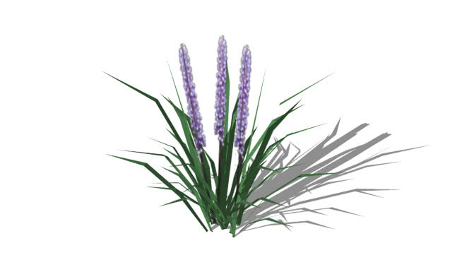 短葶山麦冬大蓝 植物 刺棘蓟 花 其他 画