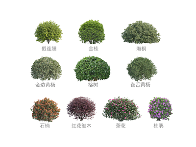 景观灌木 球