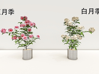 花草盆栽 红白月季花 蓝色花 野草 观赏植被