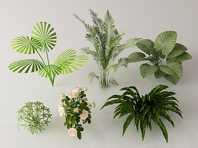灌木 绿植灌木 棕榈灌木 芭蕉植物