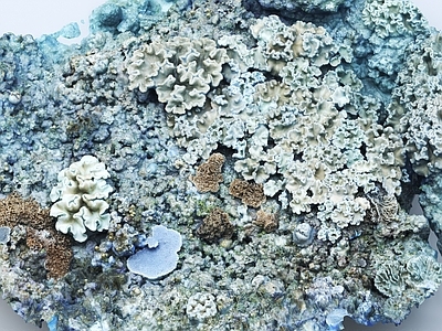 珊瑚礁
