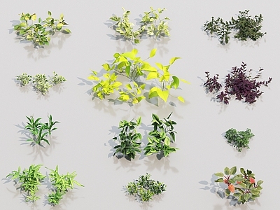 现代植物 花草 花卉合集