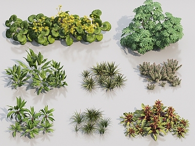 现代植物 花草 花卉合集