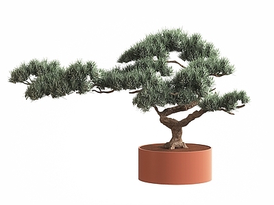新中式松树盆景 植物盆景 植物摆件