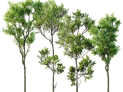 乔木 树木 树
