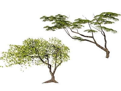 现代歪脖子树 观赏树 树