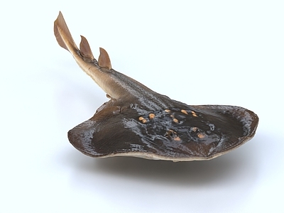 魔鬼鱼 海洋生物
