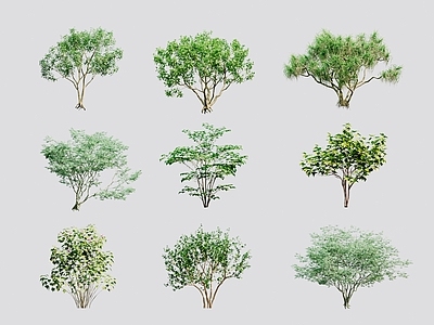 乔木木 丛生柚子树 紫荆树 鸡蛋花 丛生无花果
