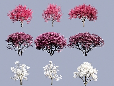 乔木 丛生柚子树 紫荆树 鸡蛋花 丛生无花果