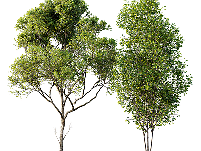 现代树木 树 植物 树