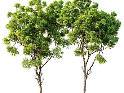 现代树木 树 植物 园林树