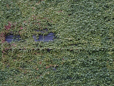 爬藤植物绿植墙