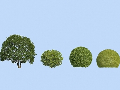 灌木球 乔木