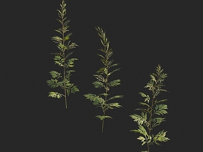 蒿属植物 艾草