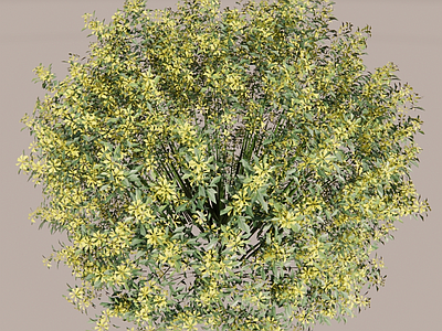 迎春柳球 3d灌木 迎春花灌木球