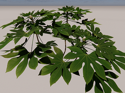 八角金盘带花苞 3d