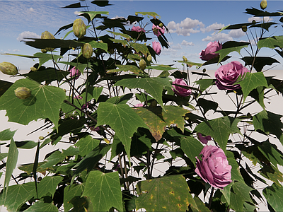 木芙蓉3d 丛生 木槿花