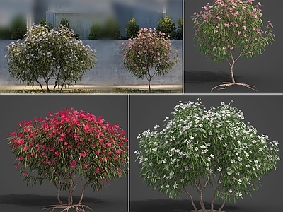 现代夹竹桃开花植物 户外夹竹桃 夏天白色粉色花朵开花