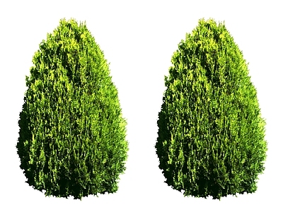 2D绿色植物 灌木球