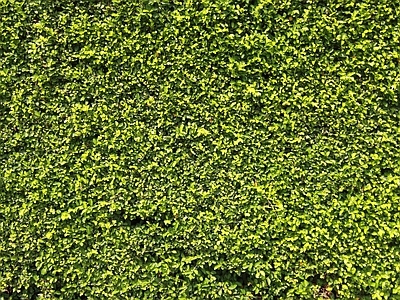 无缝绿植墙