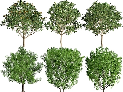 灌木 枇杷 杨梅 庭院灌木 景观灌木植物 小乔木