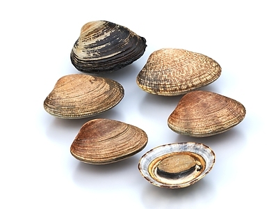 河蚌 蚌壳 蚌 河鲜 贝壳