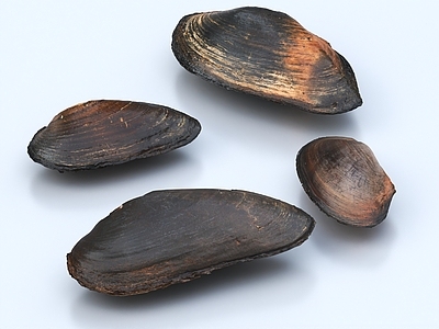 河蚌 蚌壳 蚌 河鲜 贝壳