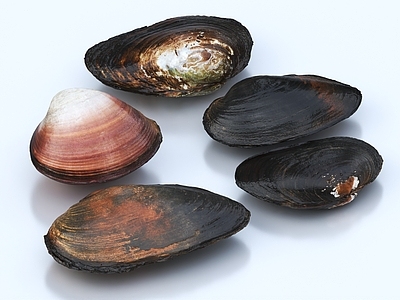 河蚌 蚌壳 蚌 河鲜 贝壳