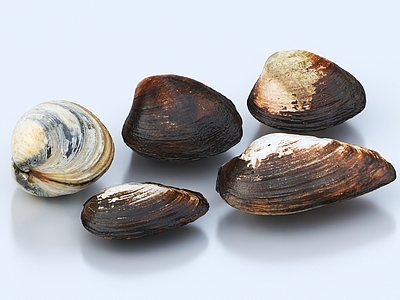 河蚌 蚌壳 蚌 河鲜 贝壳