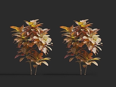 现代 变色木 景观树园林观赏花卉草