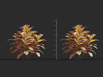现代 变色木 景观树园林观赏花卉草