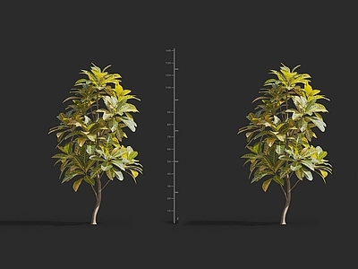 现代 变色木 树园林观赏花卉草