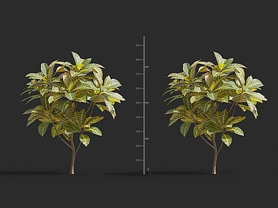 现代 变色木 树园林观赏花卉草