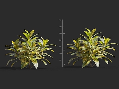 现代 变色木 景观树园林观赏花卉草