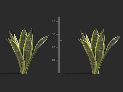 草 虎尾兰 树园林观赏花卉草