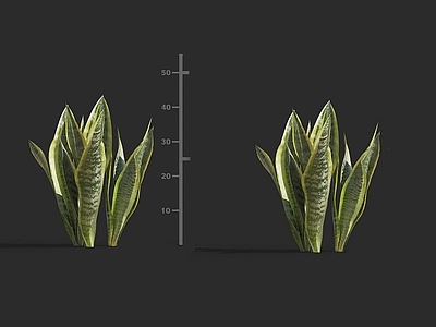 草 虎尾兰 树园林观赏花卉草