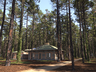 松树林的小屋子 松树林 松树