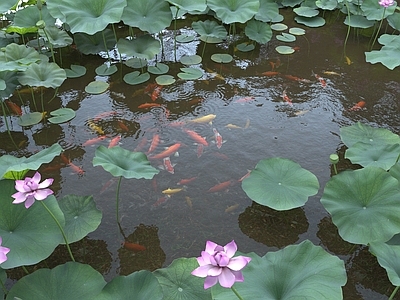 荷花 锦鲤