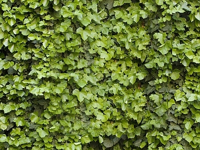 现代叶子绿植墙