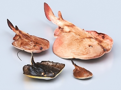 魔鬼鱼 电鲼 电鳐 赤魟 鱼 海洋生物