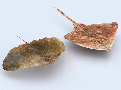魔鬼鱼 电鲼 电鳐 赤魟 鱼 海洋生物 蝴蝶鱼