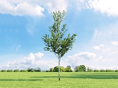 乔木 白桦树 树 园林植物 街道树 树