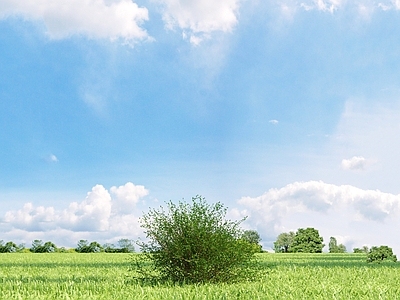 灌木 沼桦 树 园林植物 街道树 树