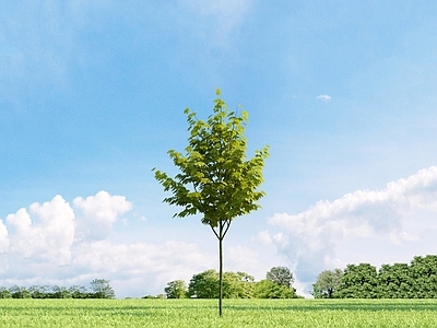 乔木 槭树 树 园林植物 街道树 树