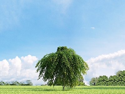 乔木 长枝柳 树 园林植物 街道树 树 树木