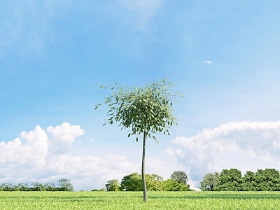 乔木 长枝柳 树 园林植物 街道树 树 树木