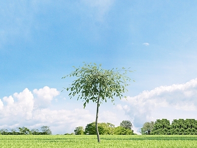 乔木 长枝柳 树 园林植物 街道树 树 树木