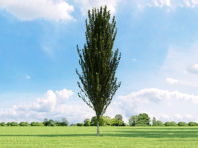 现代 欧洲山毛榉 树 园林植物 街道树 树 树木