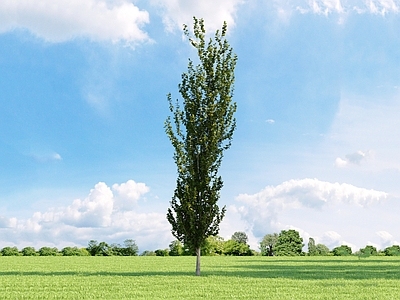 现代 欧洲山毛榉 树 园林植物 街道树 树 树木